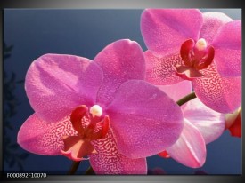 Glas schilderij Orchidee | Paars, Wit, Rood