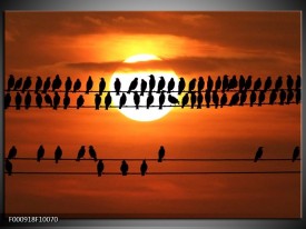 Foto canvas schilderij Vogels | Zwart, Geel, Oranje