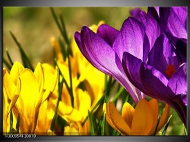 Foto canvas schilderij Krokus | Geel, Paars, Groen