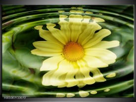 Glas schilderij Bloem | Groen, Geel, Wit