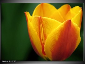 Foto canvas schilderij Tulp | Geel, Groen, Oranje