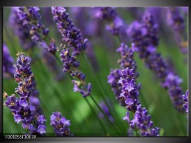 Foto canvas schilderij Lavendel | Blauw, Zwart, Groen