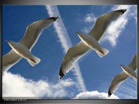 Glas schilderij Vogels | Blauw, Zwart