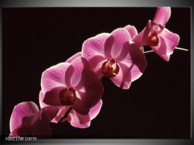 Glas schilderij Orchidee | Paars, Wit, Zwart