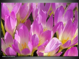 Foto canvas schilderij Bloem | Paars, Wit, Geel