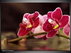 Glas schilderij Orchidee | Zwart, Rood