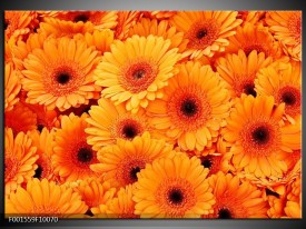 Foto canvas schilderij Bloemen | Oranje, Zwart
