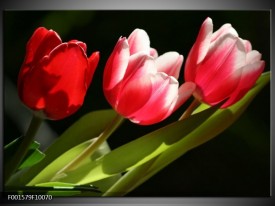 Foto canvas schilderij Tulpen | Rood, Wit, Groen