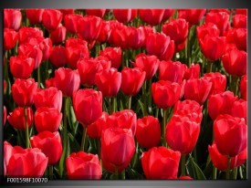 Glas schilderij Tulpen | Rood, Groen, Grijs