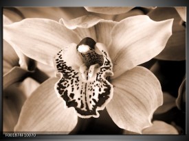 Foto canvas schilderij Orchidee | Sepia, Bruin