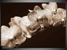 Foto canvas schilderij Orchidee | Sepia, Bruin