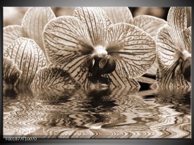 Foto canvas schilderij Orchidee | Sepia, Bruin