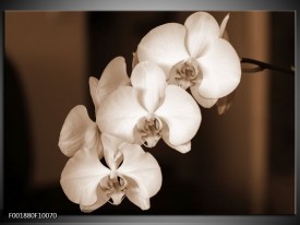 Foto canvas schilderij Orchidee | Sepia, Bruin