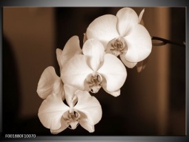 Glas schilderij Orchidee | Sepia, Bruin