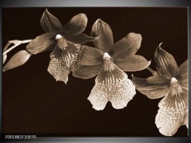 Foto canvas schilderij Bloem | Sepia, Bruin