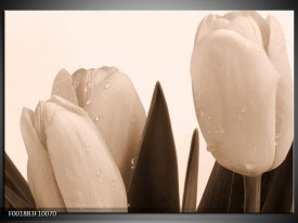 Foto canvas schilderij Tulpen | Sepia, Bruin