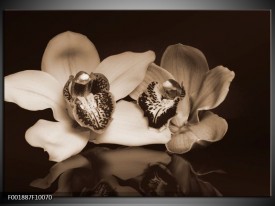 Foto canvas schilderij Orchidee | Sepia, Bruin