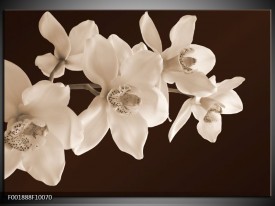 Foto canvas schilderij Orchidee | Sepia, Bruin