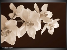 Glas schilderij Orchidee | Sepia, Bruin