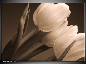 Glas schilderij Tulpen | Sepia, Bruin