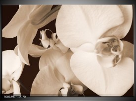 Foto canvas schilderij Orchidee | Sepia, Bruin