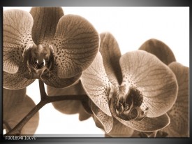 Glas schilderij Orchidee | Sepia