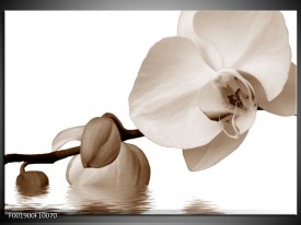 Foto canvas schilderij Orchidee | Sepia, Bruin