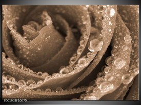 Foto canvas schilderij Roos | Sepia, Bruin