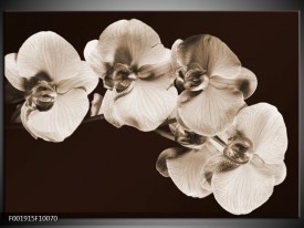 Glas schilderij Orchidee | Sepia, Bruin