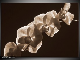 Foto canvas schilderij Orchidee | Sepia, Bruin