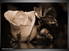 Foto canvas schilderij Roos | Sepia, Bruin