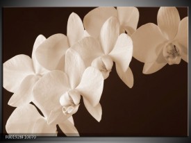 Foto canvas schilderij Orchidee | Sepia, Bruin