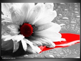 Foto canvas schilderij Bloem | Grijs, Wit, Rood