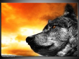 Foto canvas schilderij Wolf | Geel, Grijs, Wit