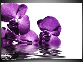 Foto canvas schilderij Orchidee | Paars, Wit