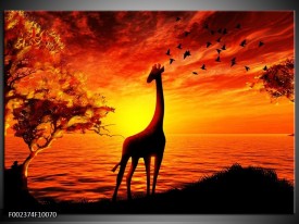 Foto canvas schilderij Dieren | Geel, Oranje, Zwart
