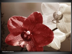 Foto canvas schilderij Orchidee | Bruin, Wit, Grijs