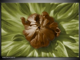 Foto canvas schilderij Bloem | Groen, Bruin, Wit