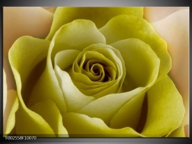 Foto canvas schilderij Roos | Groen, Wit, Zwart
