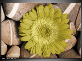 Foto canvas schilderij Bloem | Groen, Bruin, Wit