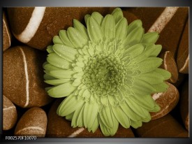 Foto canvas schilderij Bloem | Groen, Bruin, Wit