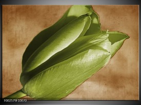 Foto canvas schilderij Tulp | Groen, Bruin, Zwart