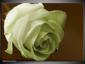 Foto canvas schilderij Roos | Groen, Wit, Bruin