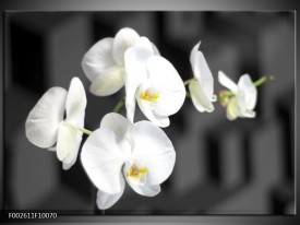 Foto canvas schilderij Orchidee | Zwart, Wit, Grijs