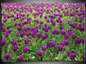 Foto canvas schilderij Tulpen | Paars, Groen