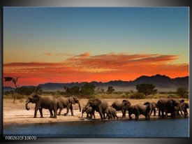 Foto canvas schilderij Olifant | Oranje, Grijs, Blauw