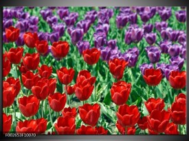 Foto canvas schilderij Tulp | Rood, Paars, Groen