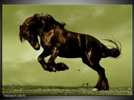 Foto canvas schilderij Paard | Bruin, Groen, Zwart