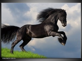 Glas schilderij Paard | Zwart, Groen, Wit