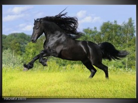 Foto canvas schilderij Paard | Zwart, Groen, Blauw
